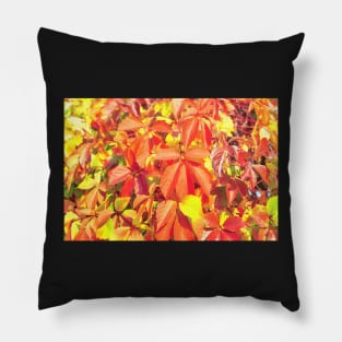 Bright red organge Virginia creeper leaves in autumn Pillow