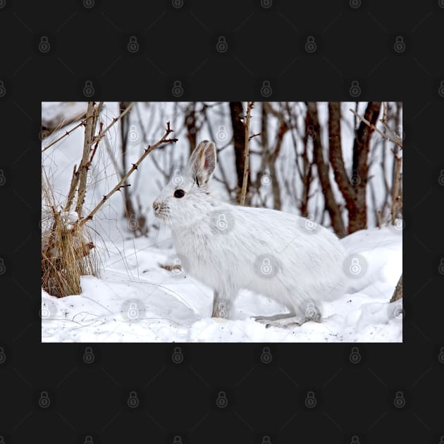 Snowshoe Hare by Jim Cumming