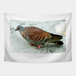 Rock Pigeon, Table Mountain, South Africa Tapestry