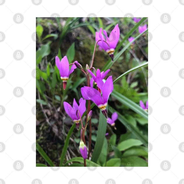 Driftless wildflowers by WanderingEden