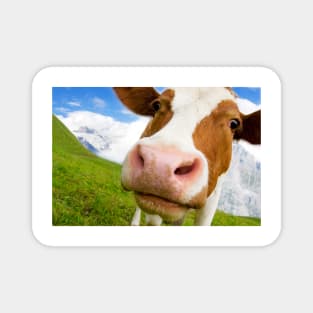 Swiss cow with big nose, wide angle shot Magnet