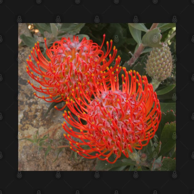 Proteas on the rocks by Michaelm43