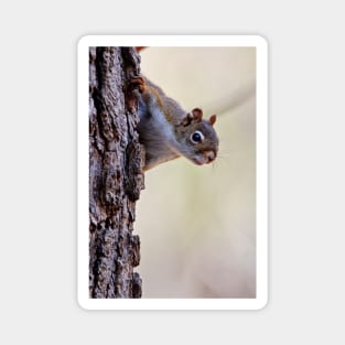 Red Squirrel Magnet