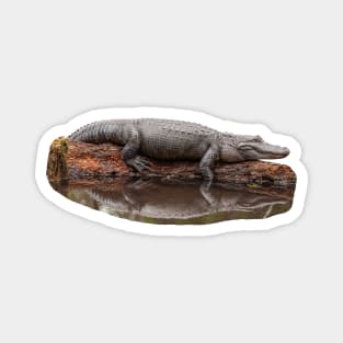 Alligator Resting on a log Magnet