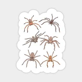 Huntsman Spider Pattern Magnet