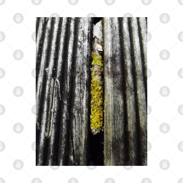 Yellow Lichen stuck in deck by LeighsDesigns