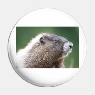 Young marmot in Mount Rainier National Park Pin