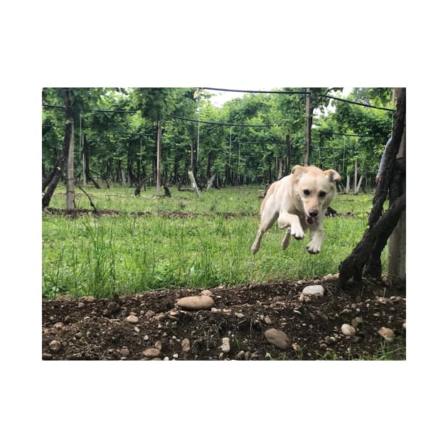 Doggy through the grapevine. by DZanotto