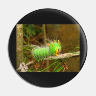 Imperial Moth Caterpillar 2 Pin