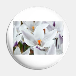 Crocus chrysanthus  'Ladykiller'  AGM Pin