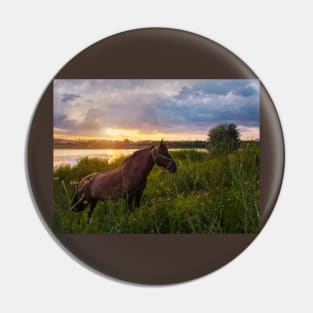 stallion on pasture Pin