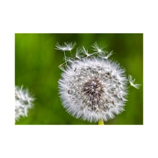 Dandelion T-Shirt