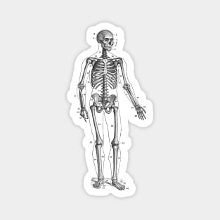 Forward Facing Skeletal Diagram - Vintage Anatomy Magnet