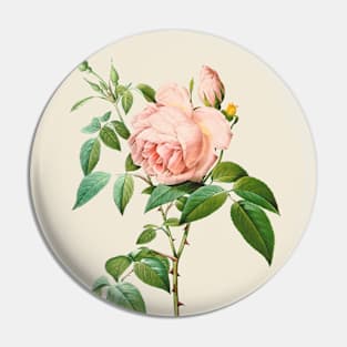 Pink Rose Antique Botanical Illustration Pin