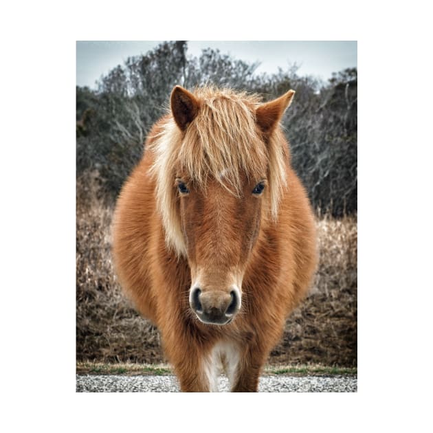 Assateague Island Horse Mieke’s Noe’lani by Swartwout