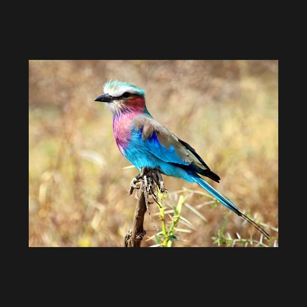 Lilac Breasted Roller, Serengeti, Tanzania by Carole-Anne