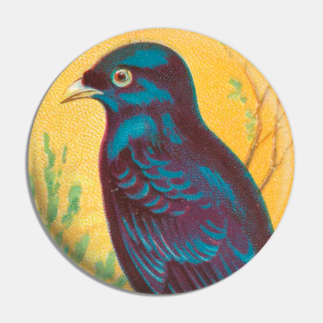 Satin Bower Bird Pin by WAITE-SMITH VINTAGE ART