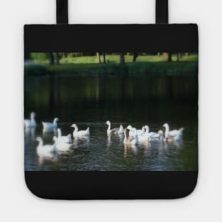 Geese in Trojan pond, near Goble, Oregon Tote