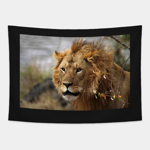 Cat: Large Male Lion Looking Intently as He Comes Out of the Bush, Maasai Mara, Kenya Tapestry by Carole-Anne