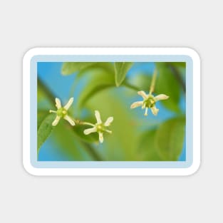 Euonymus europaeus  &#39;Red Cascade&#39;   AGM  Spindle  Flowers Magnet