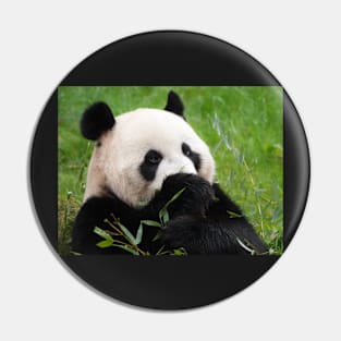 Giant panda bear Pin