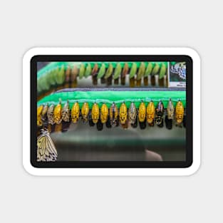 Colourful chrysalises Magnet