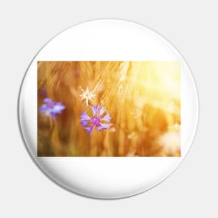 Cornflower on the field of mature grain against bright sun beam Pin