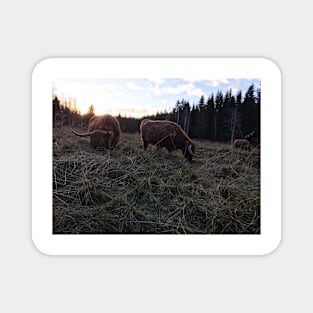 Scottish Highland Cattle Cows 1592 Magnet