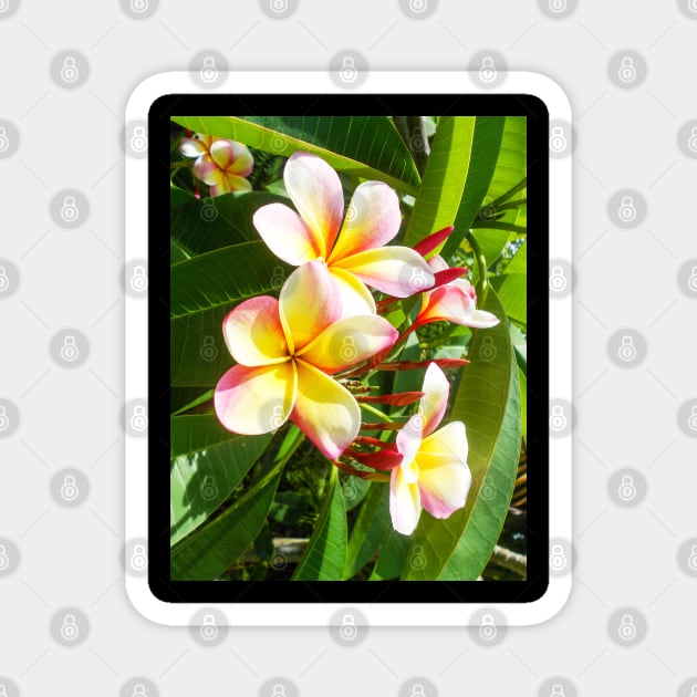 plumeria-flowers-frangipani-floral-awesome-bossoms-shirtyshirto-99 Magnet by Shirty.Shirto
