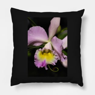 Cattleya Orchid in Pink & Mauve Pillow