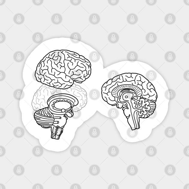 Human Brain Anatomy Black Line Drawing Magnet by taylorcustom