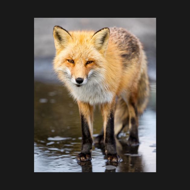 Red Fox Face to Face by jforno