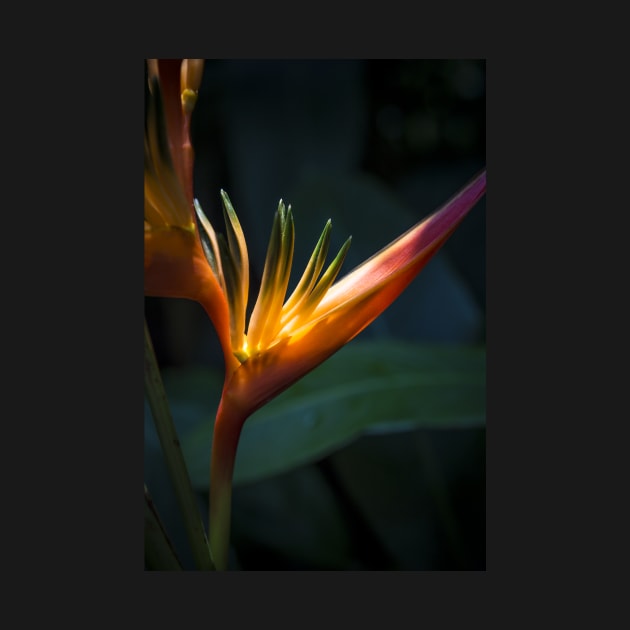 Sunlit Orange Yellow Heliconia Flower by ernstc