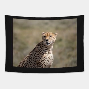 Cheetah Close-Up, Serengeti National Park Tapestry