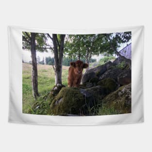 Scottish Highland Cattle Calf 1477 Tapestry