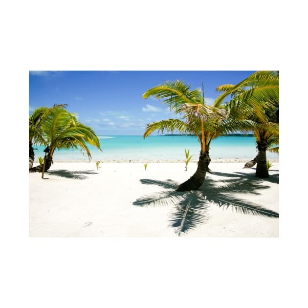 Small coconut palms on Cook Islands beach. by brians101