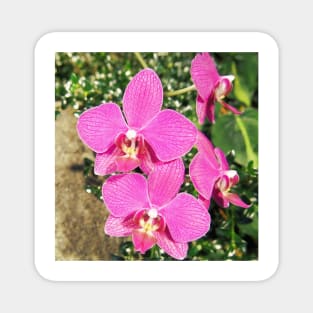 Pink Orchid Collage Magnet