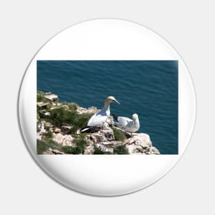 Pair of gannets at Bempton Cliffs Pin