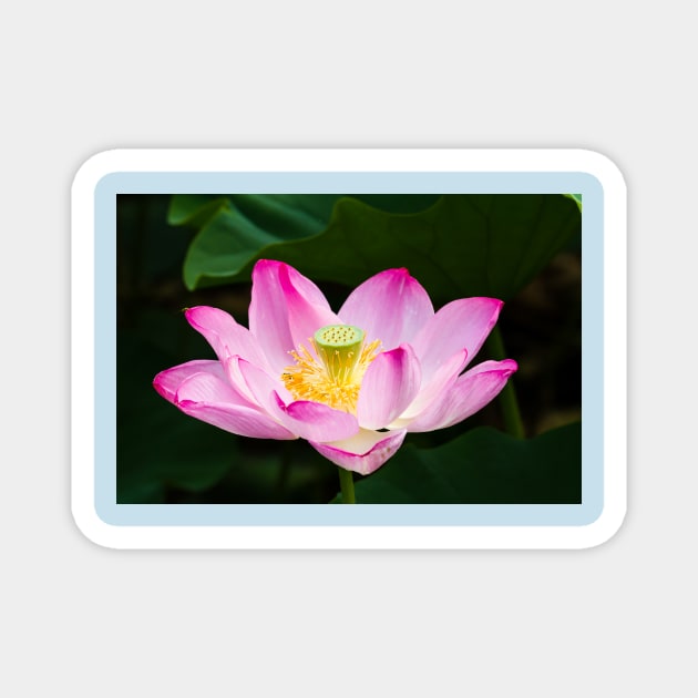 Lotus Magnet by thadz