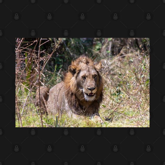 Smiling Lion Big Cat Showing His Teeth by SafariByMarisa