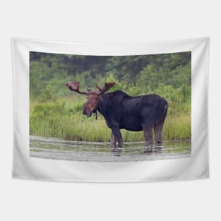 Bull Moose, Algonquin Park, Canada Tapestry