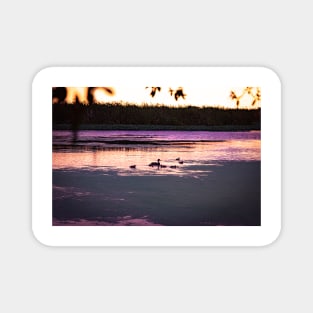 Ducks at dusk in a marsh Magnet