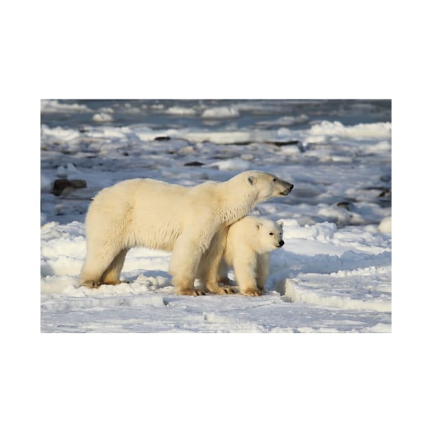 Standing Guard Over Her Cub, Churchill, Canada by Carole-Anne