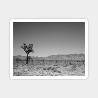 Joshua Tree Landscape Photo V4 Magnet