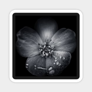 Backyard Flowers In Black And White 30 Magnet