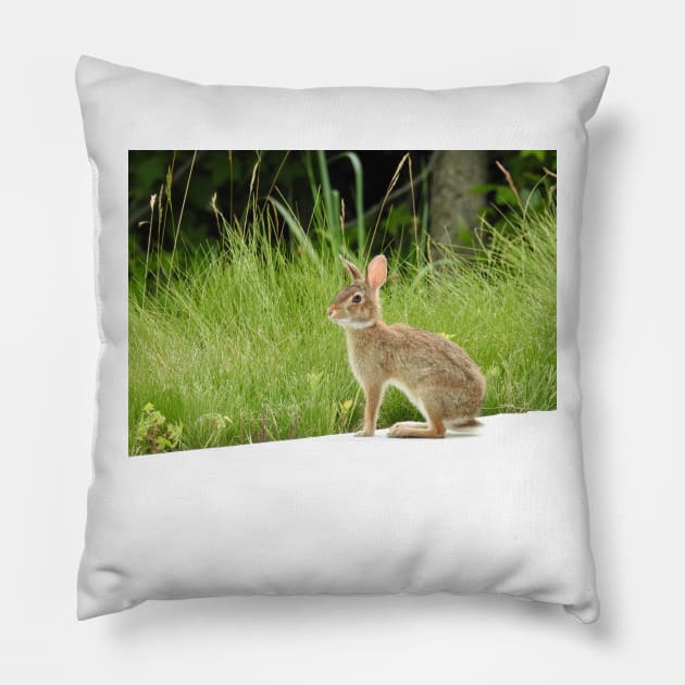 Cottontail rabbit, wild animals, wildlife gifts Pillow by sandyo2ly