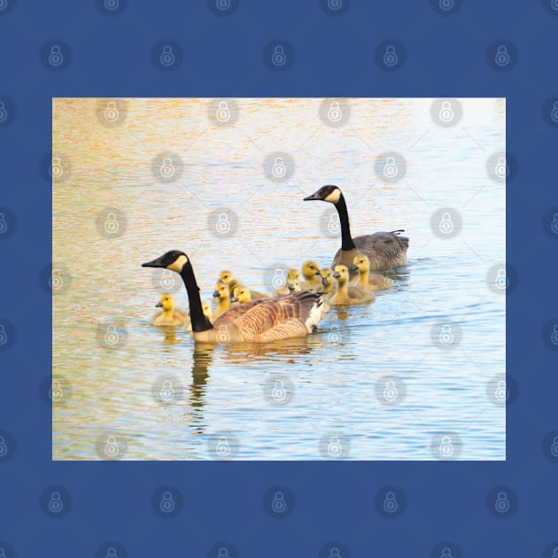 Family Afloat Canada Geese & Goslings No.2 by MaryLinH