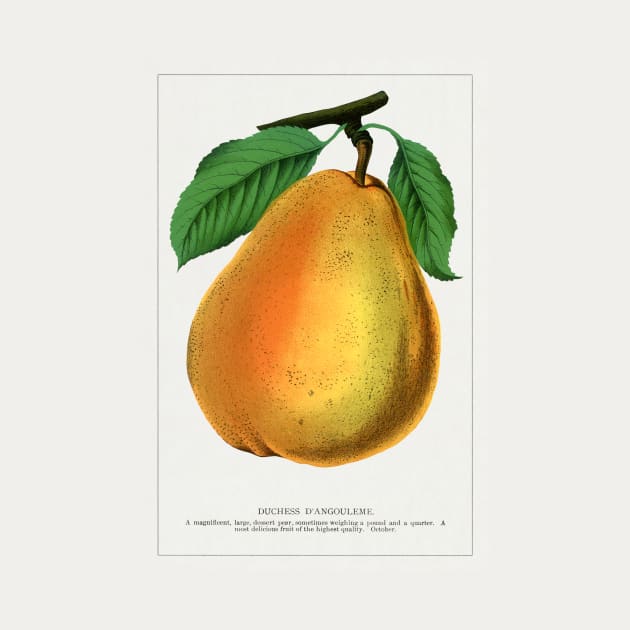 Duchess D'Angouleme pear lithograph (1900) by WAITE-SMITH VINTAGE ART