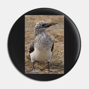 Gannet Chick Pin