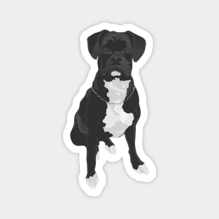 The Black & White Boxer Magnet